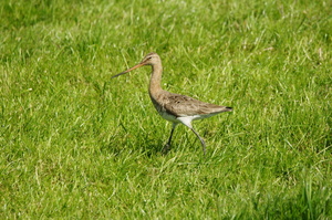 Gruttostand in natuurgebied Surhuizumermieden vervijfvoudigd