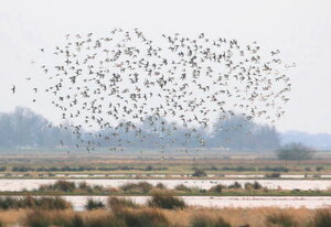 Online lesmodule over gedrag van vogels bereid voor op BTS tellingen