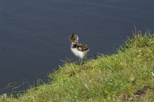 Nestsucces broedvogels van open boerenland neemt af