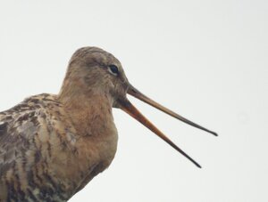 Redelijk broedseizoen Grutto!