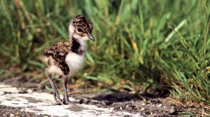 Help de kievit: Samen vergroten we de overlevingskans van kievitkuikens in Noord-Holland
