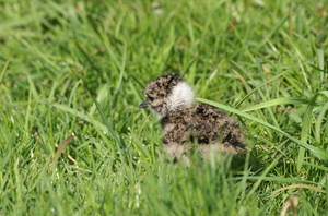 Weidevogels beter beschermd door inzet drones met infraroodcamera