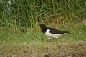Weidevogelbeschermers Drenthe luiden noodklok